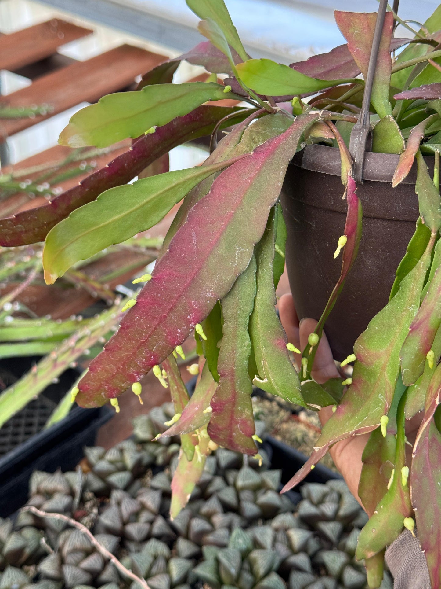 Pseudorhipsalis ramulosa