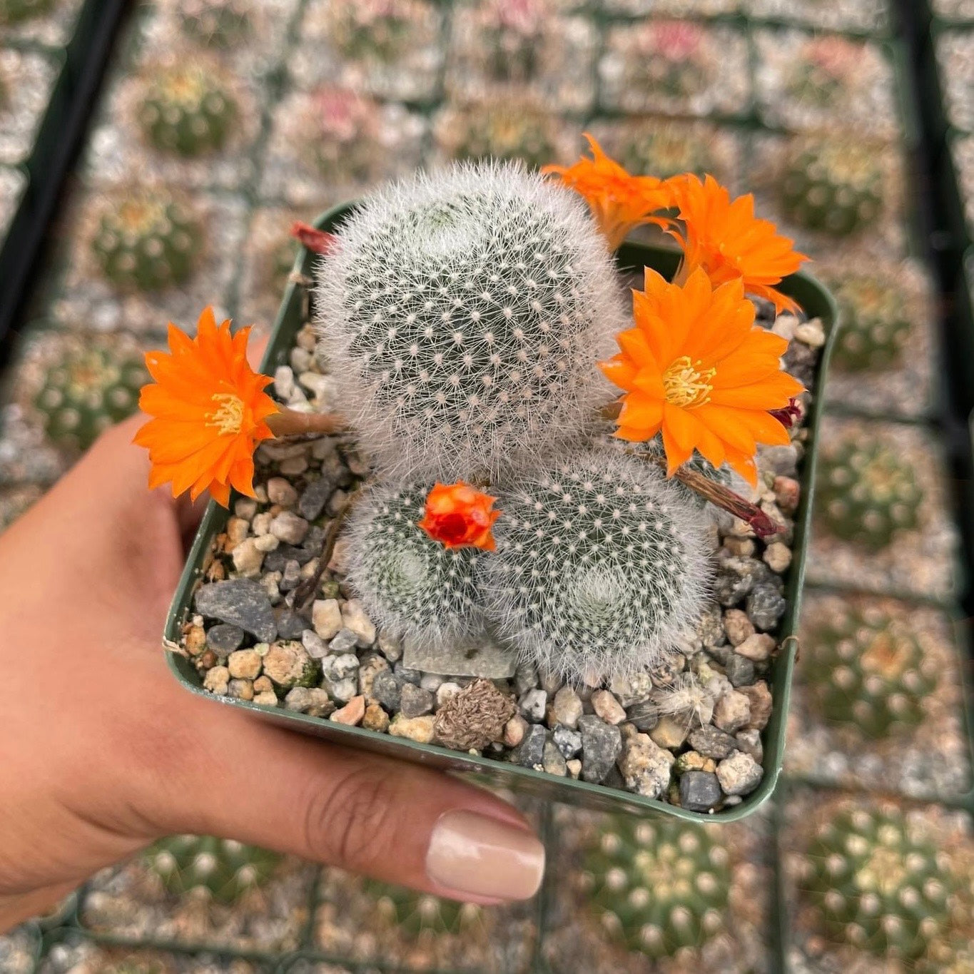 Rebutia Muscula