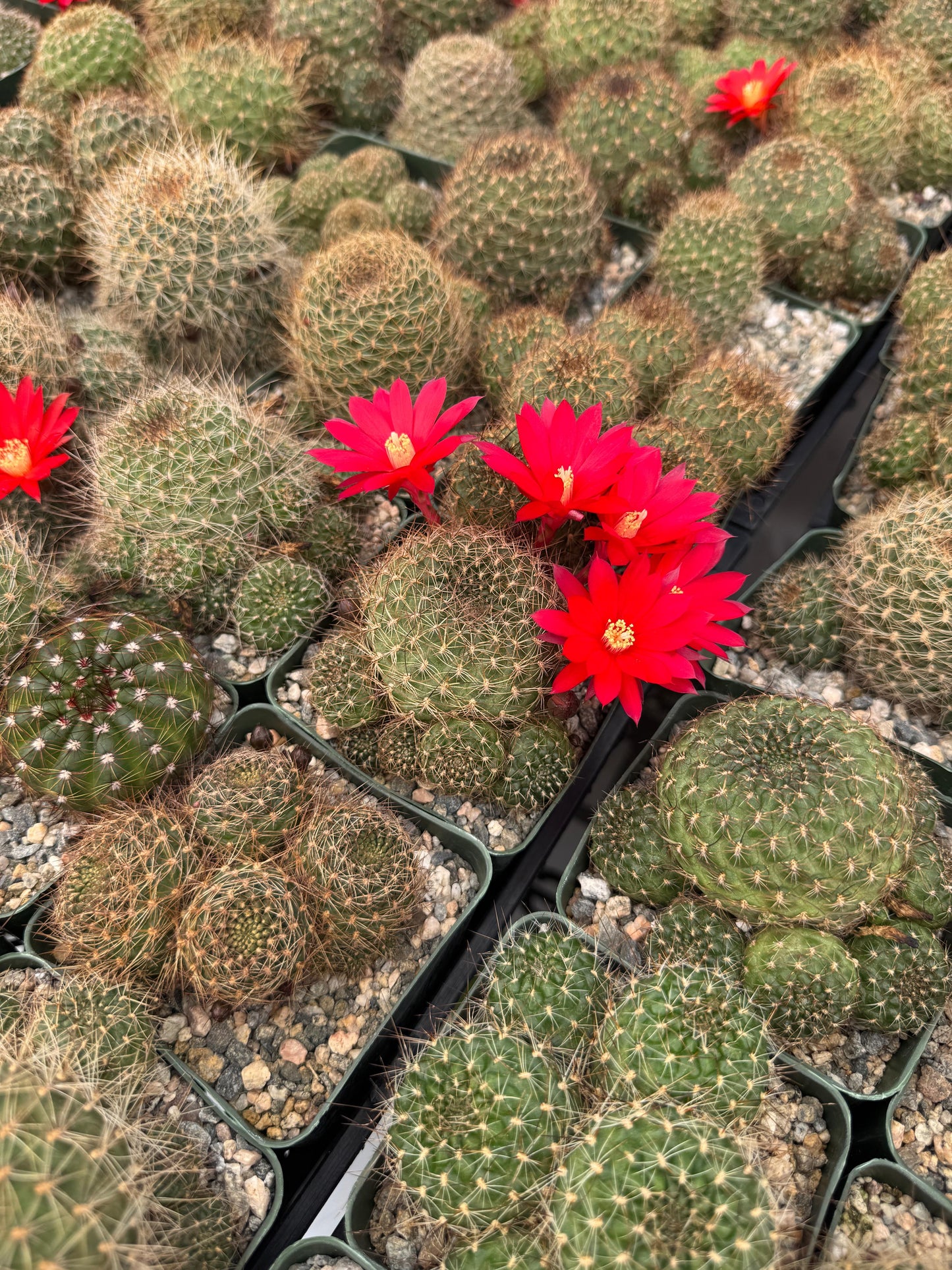 Rebutia padcayensis