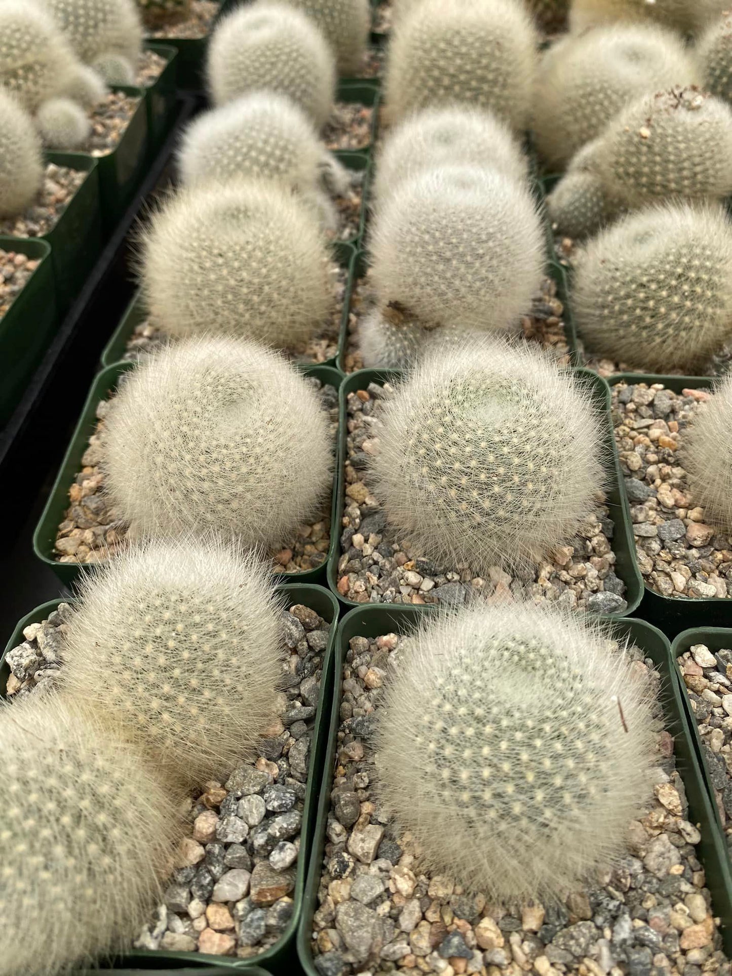 Rebutia albipilosa