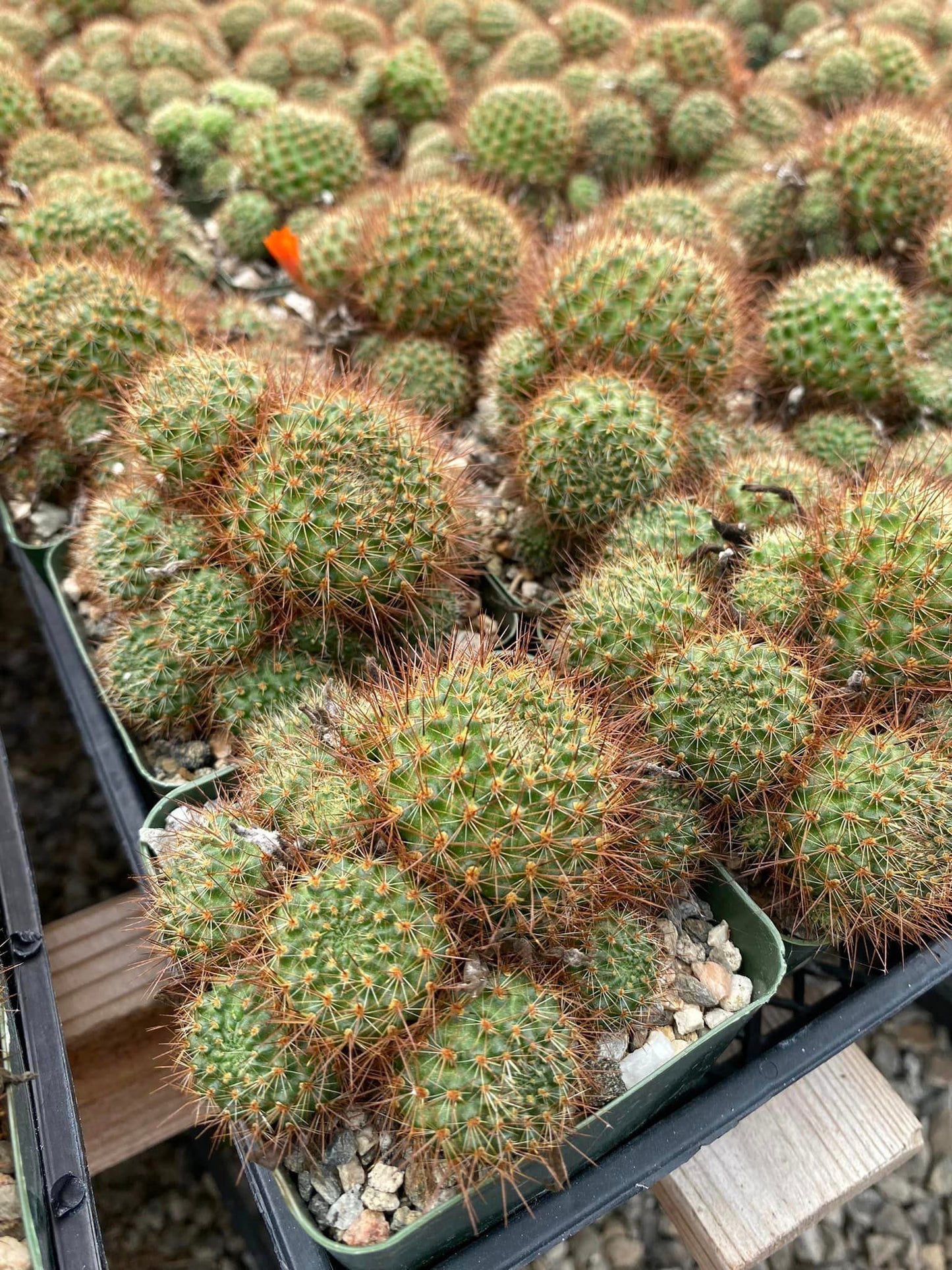 Rebutia donaldiana