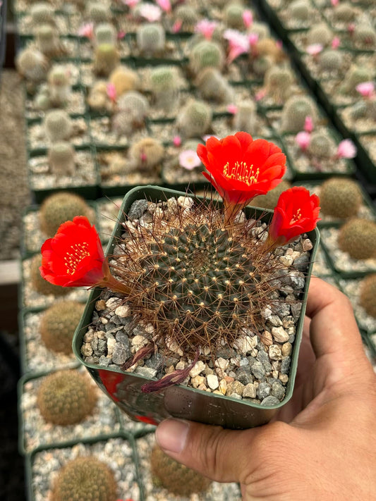 Rebutia kupperiana