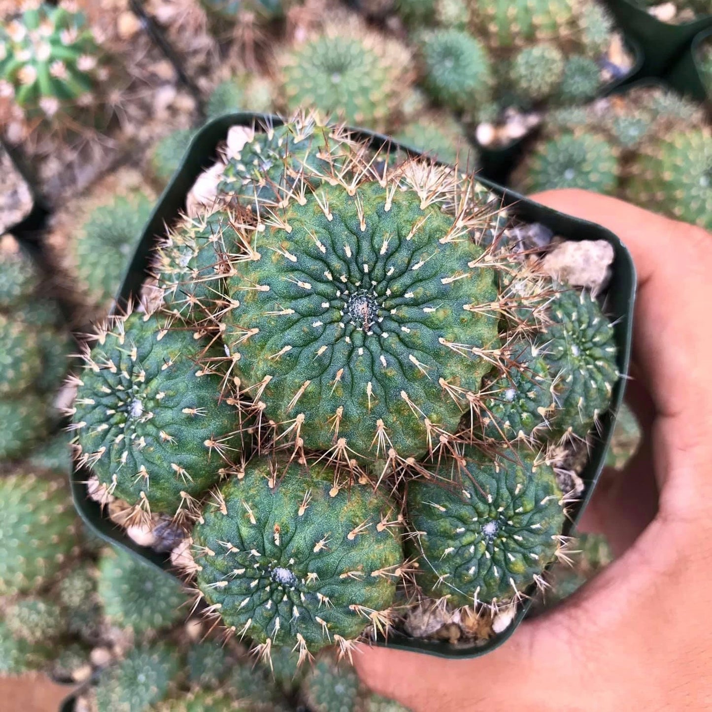 Rebutia vulpina