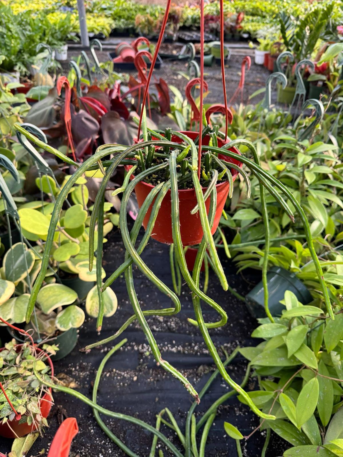 Selenicereus grandiflorus