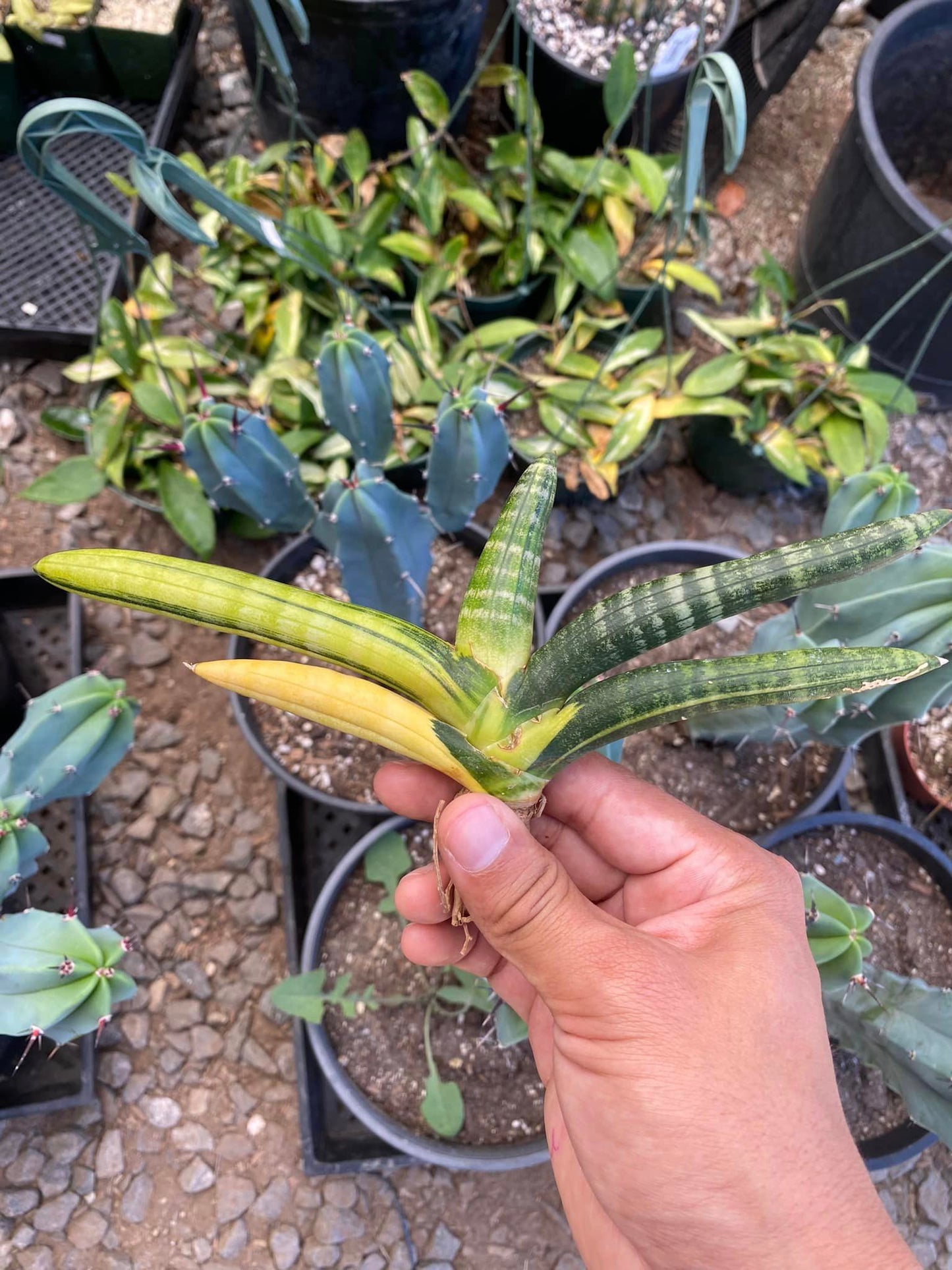 Sansevieria boncel starfish Variegada