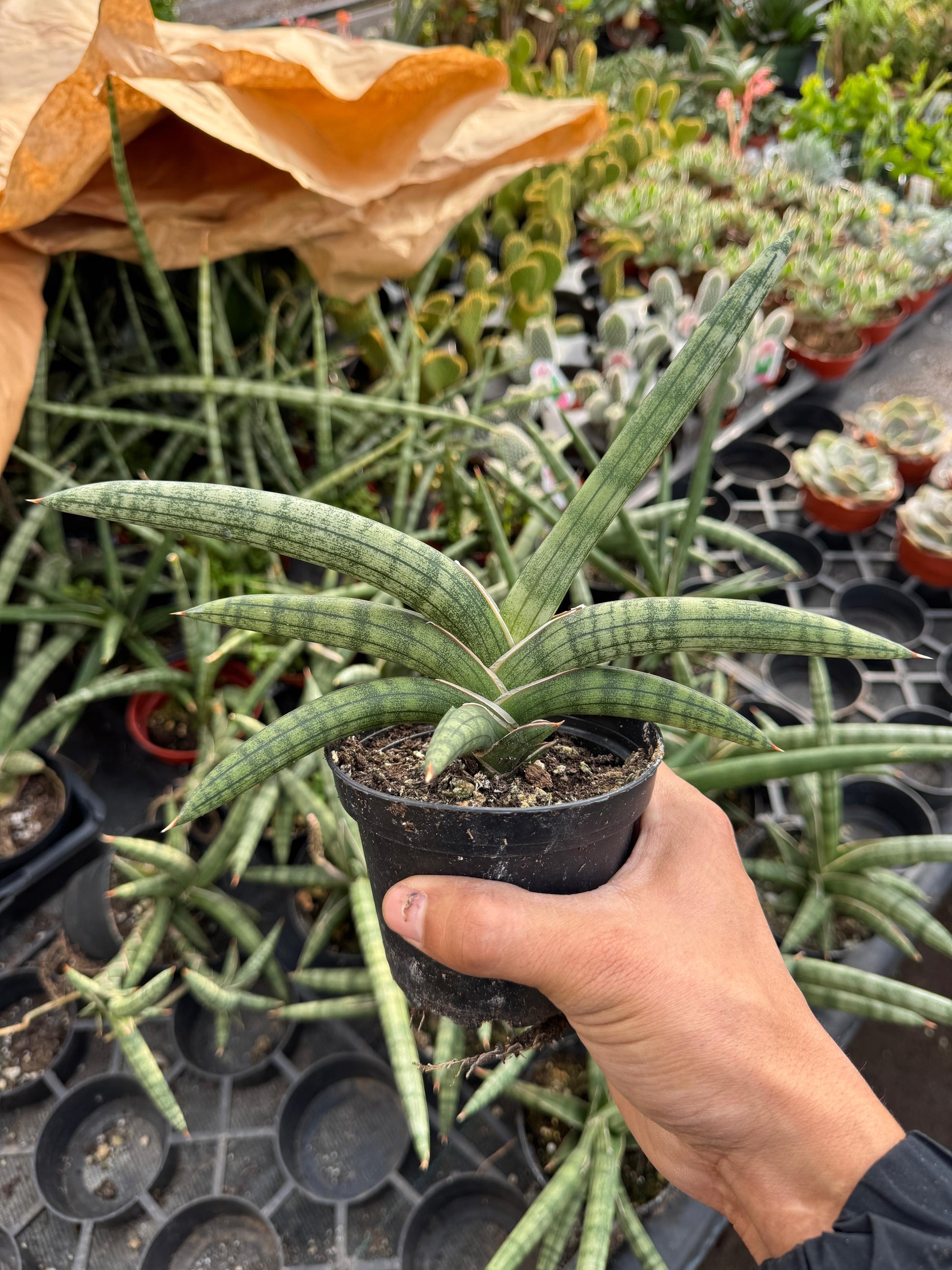 sansevieria comprar Sansevieria cylindrica 'boncel' – TiaJuanas Plants México