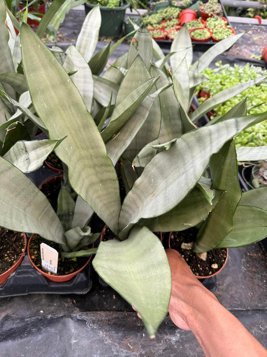 Sansevieria moonshine