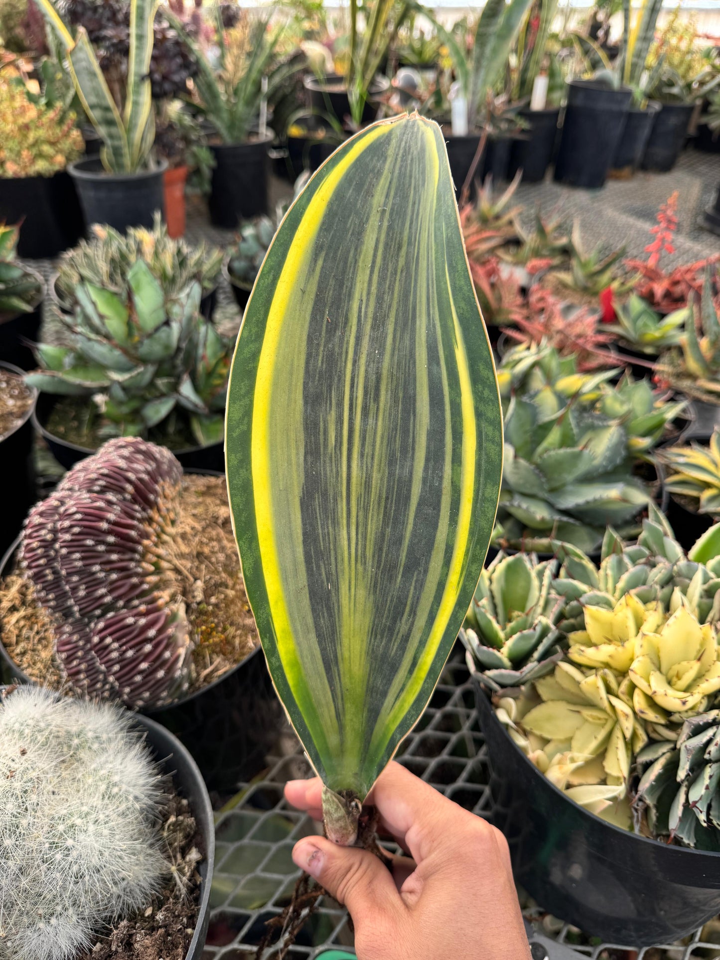 Sansevieria whale fin yellow variegado