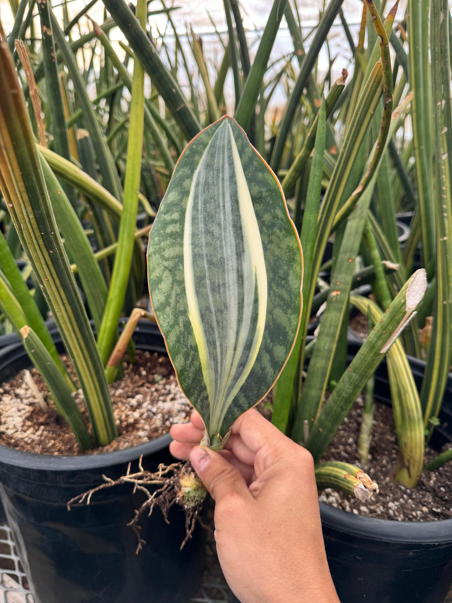 Sansevieria whale fin white Variegado
