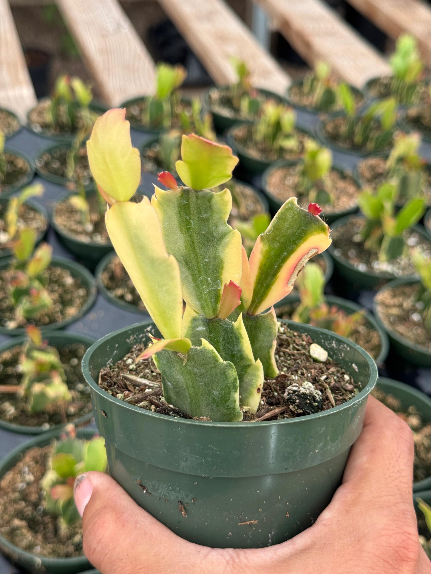 Schlumbergera Variegada