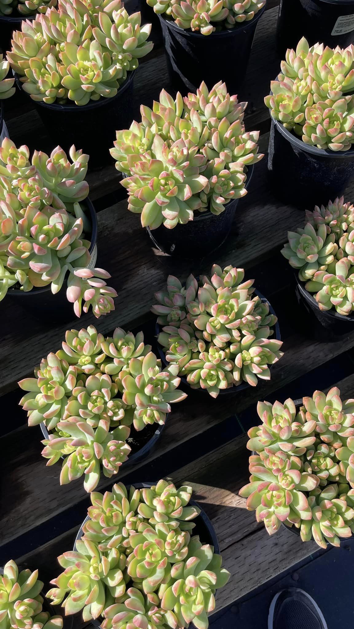 Sedum Golden glow