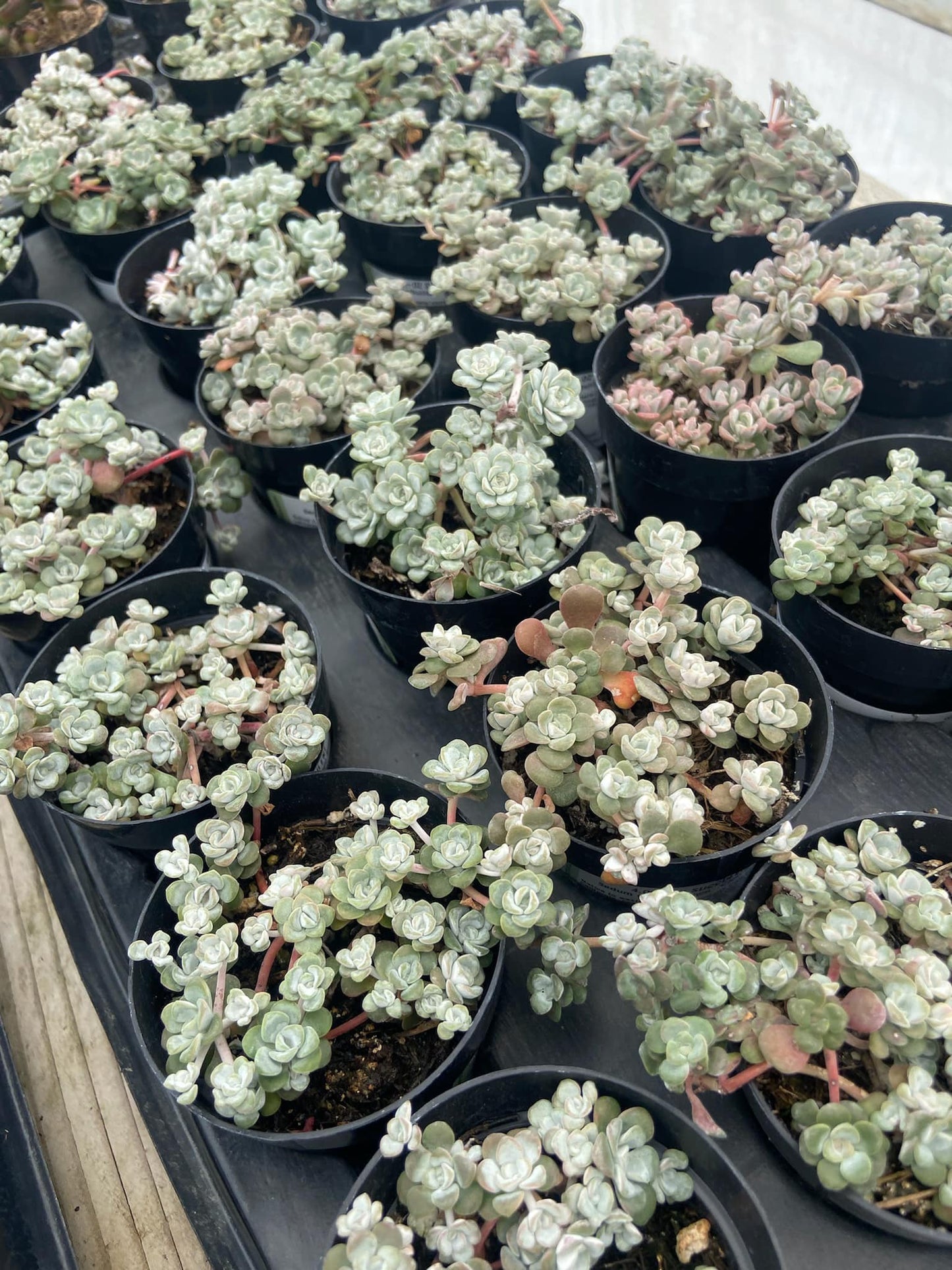 Sedum sedifolium ‘capo blanco’