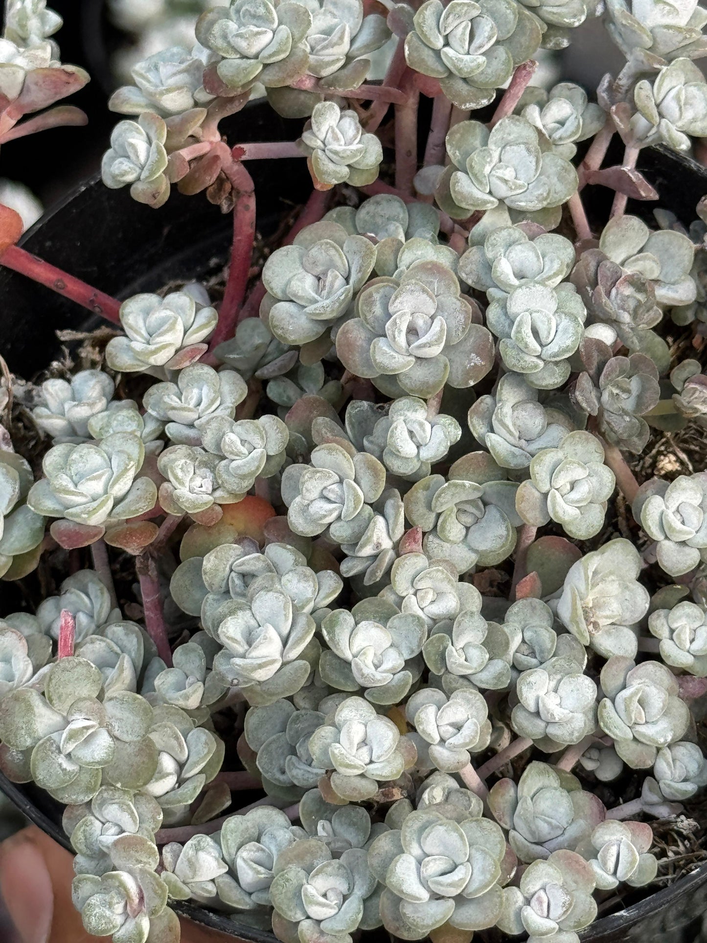 Sedum spathulifolium ‘capo blanco’ 4”