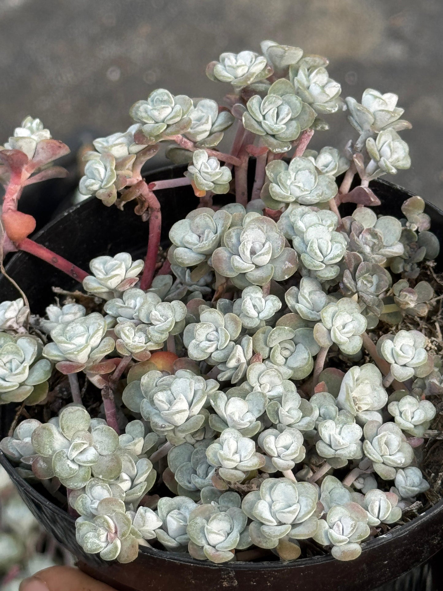 Sedum spathulifolium ‘capo blanco’ 4”
