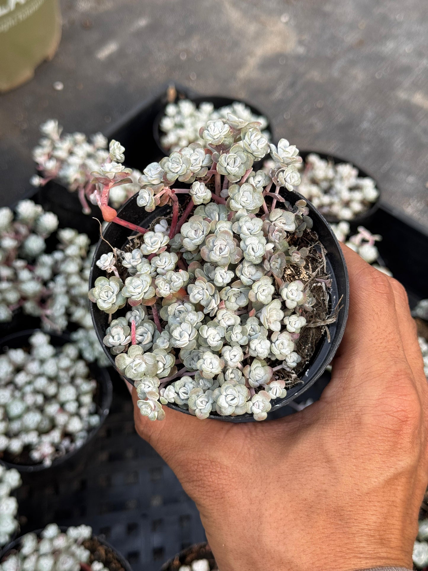 Sedum spathulifolium ‘capo blanco’ 4”