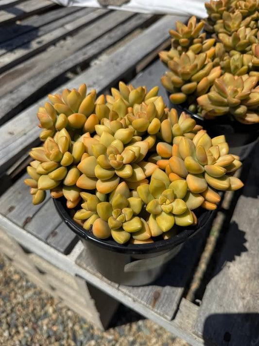 Sedum golden glow 1G