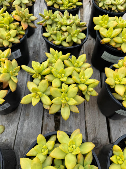 Sedum lime gold