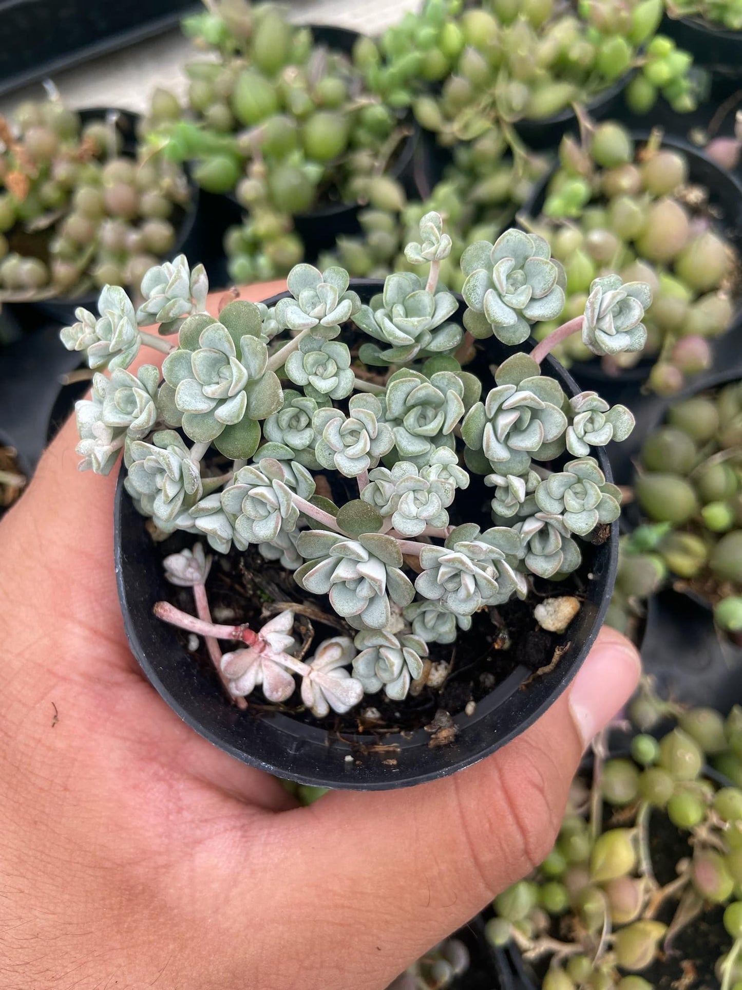 Sedum sedifolium ‘capo blanco’