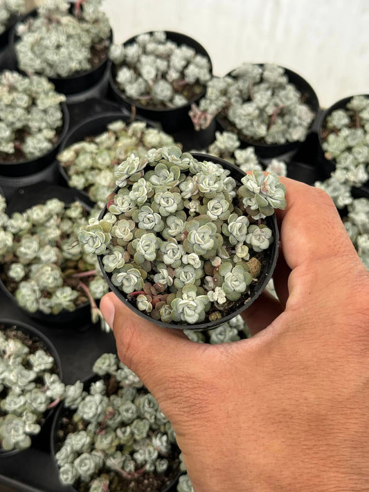 Sedum spathulifolium ‘capo blanco’