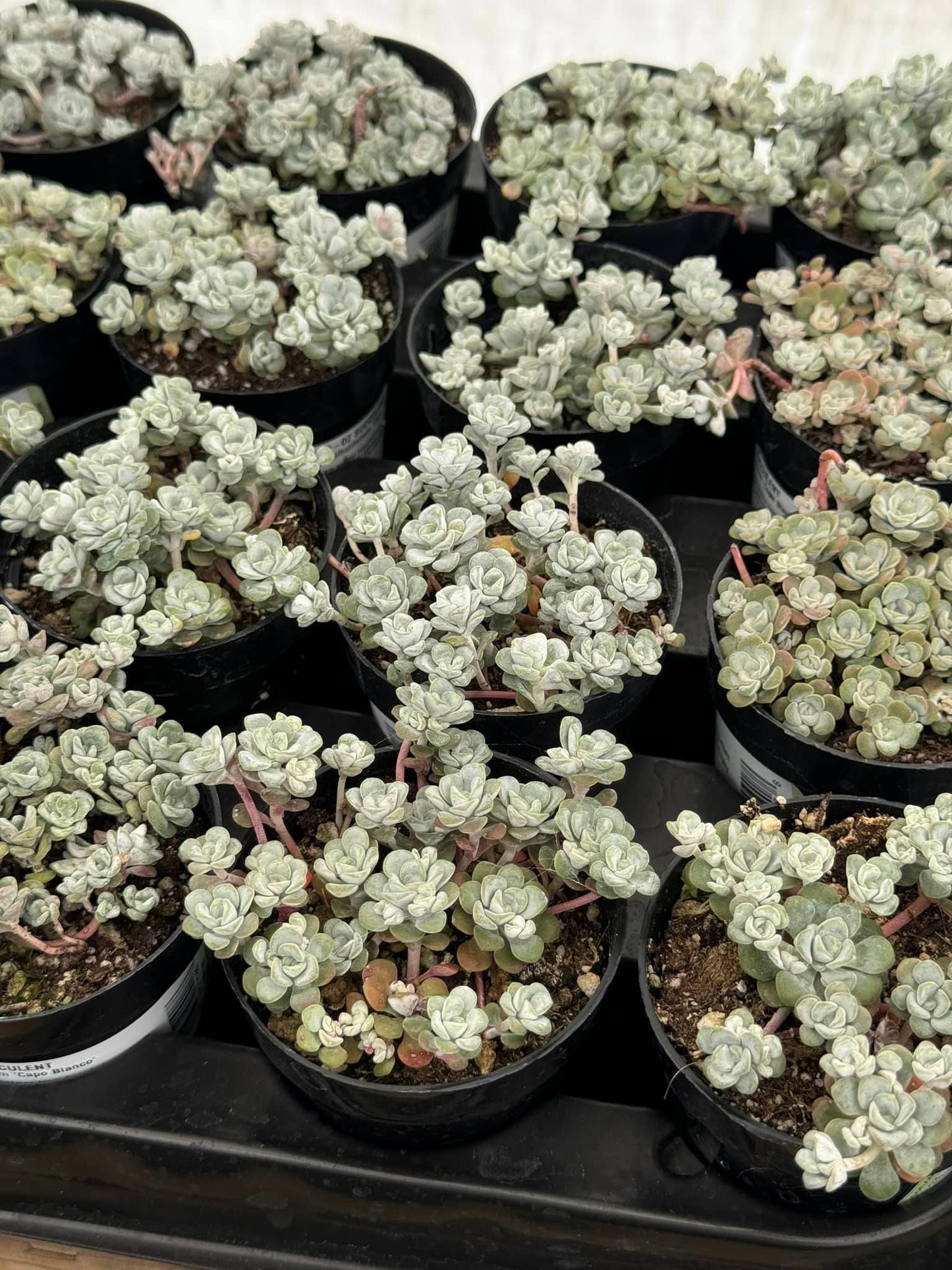 Sedum spathulifolium ‘capo blanco’