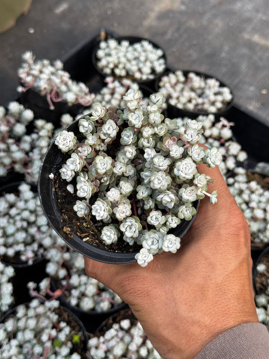 Sedum spathulifolium ‘capo blanco’ 4”