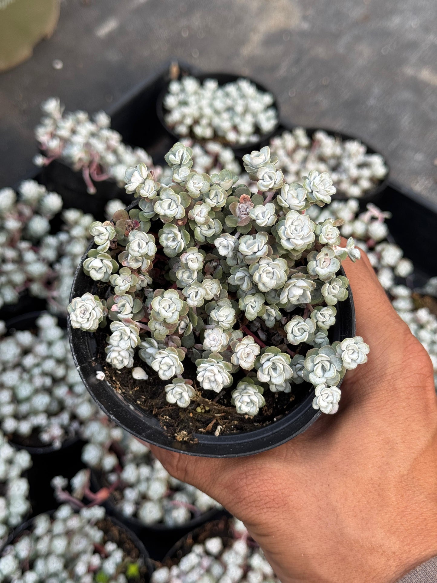 Sedum spathulifolium ‘capo blanco’ 4”
