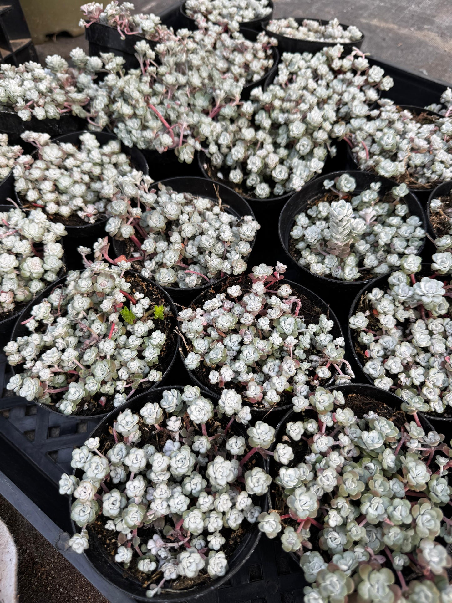 Sedum spathulifolium ‘capo blanco’ 4”