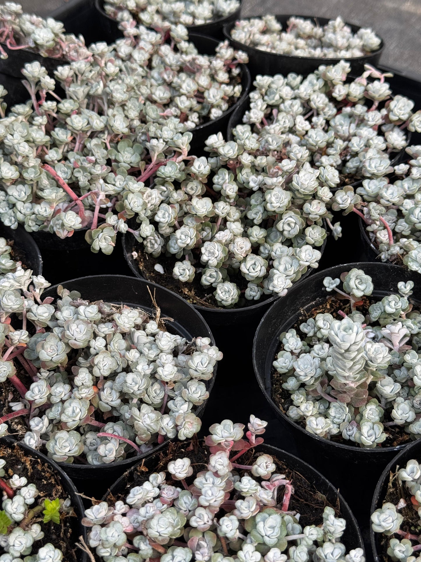 Sedum spathulifolium ‘capo blanco’ 4”