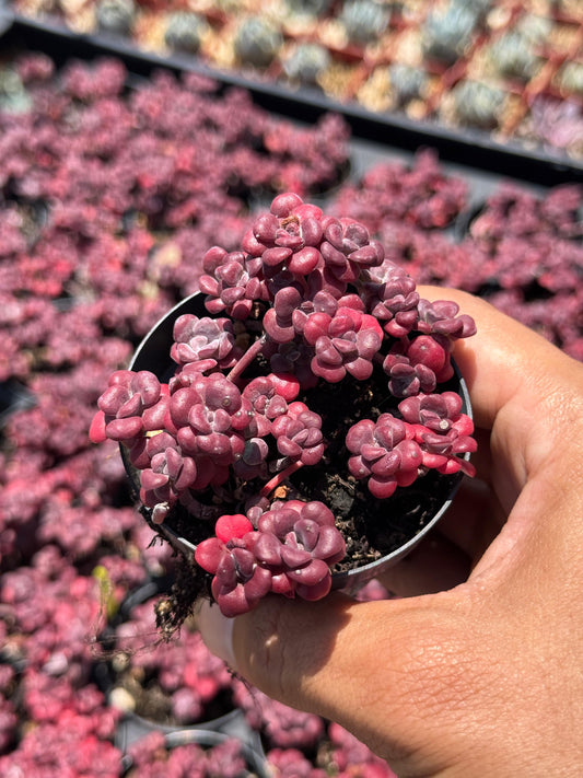 Sedum spathulifolium ‘purpureum’
