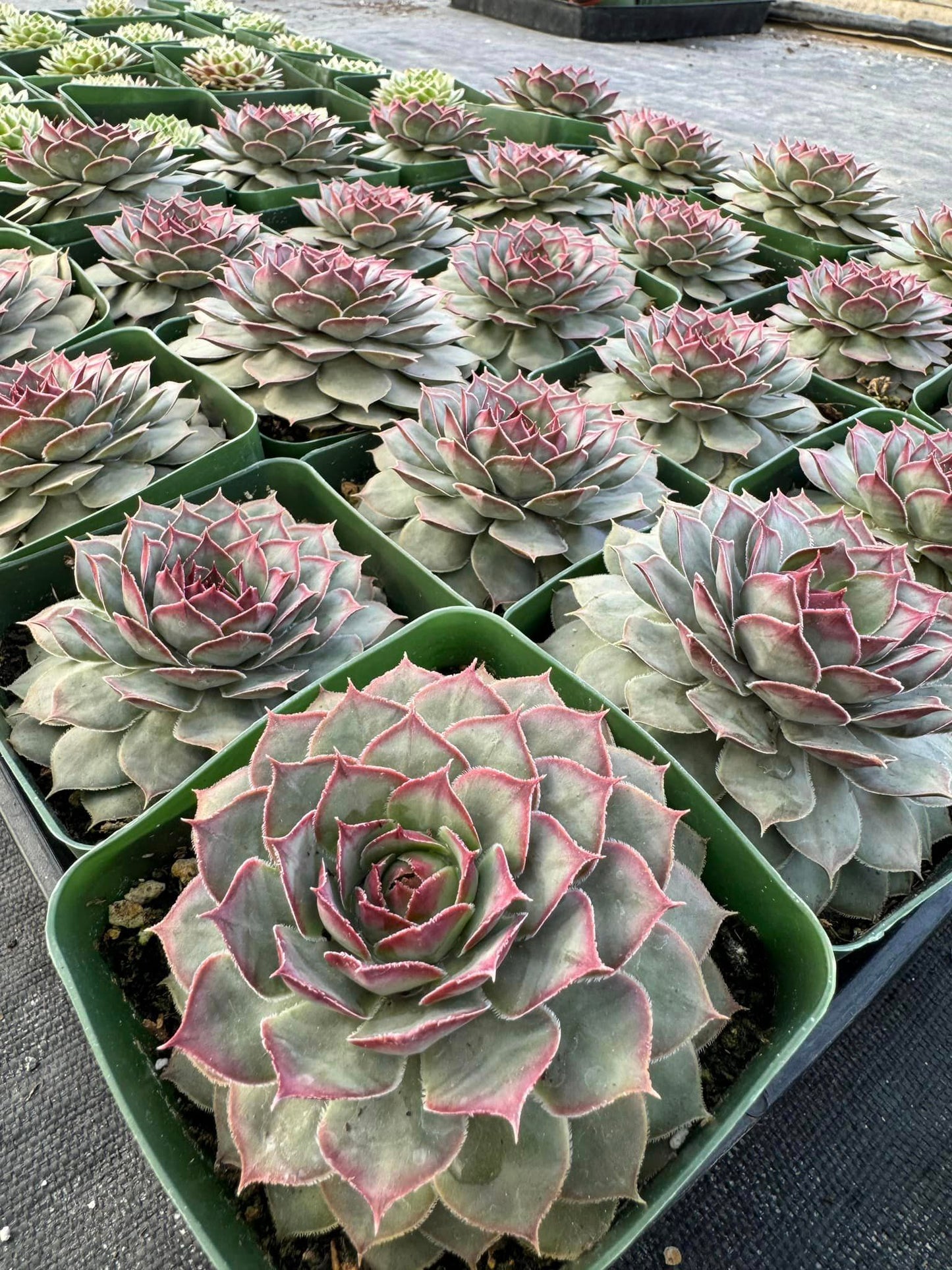 Sempervivum Crispin