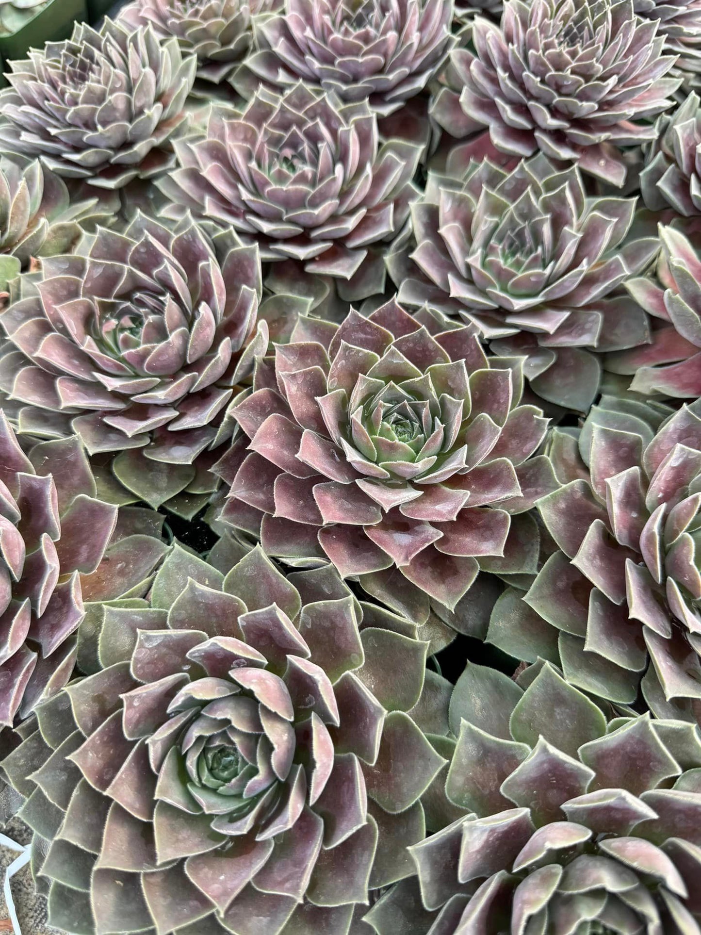 Sempervivum 'Magic Night'