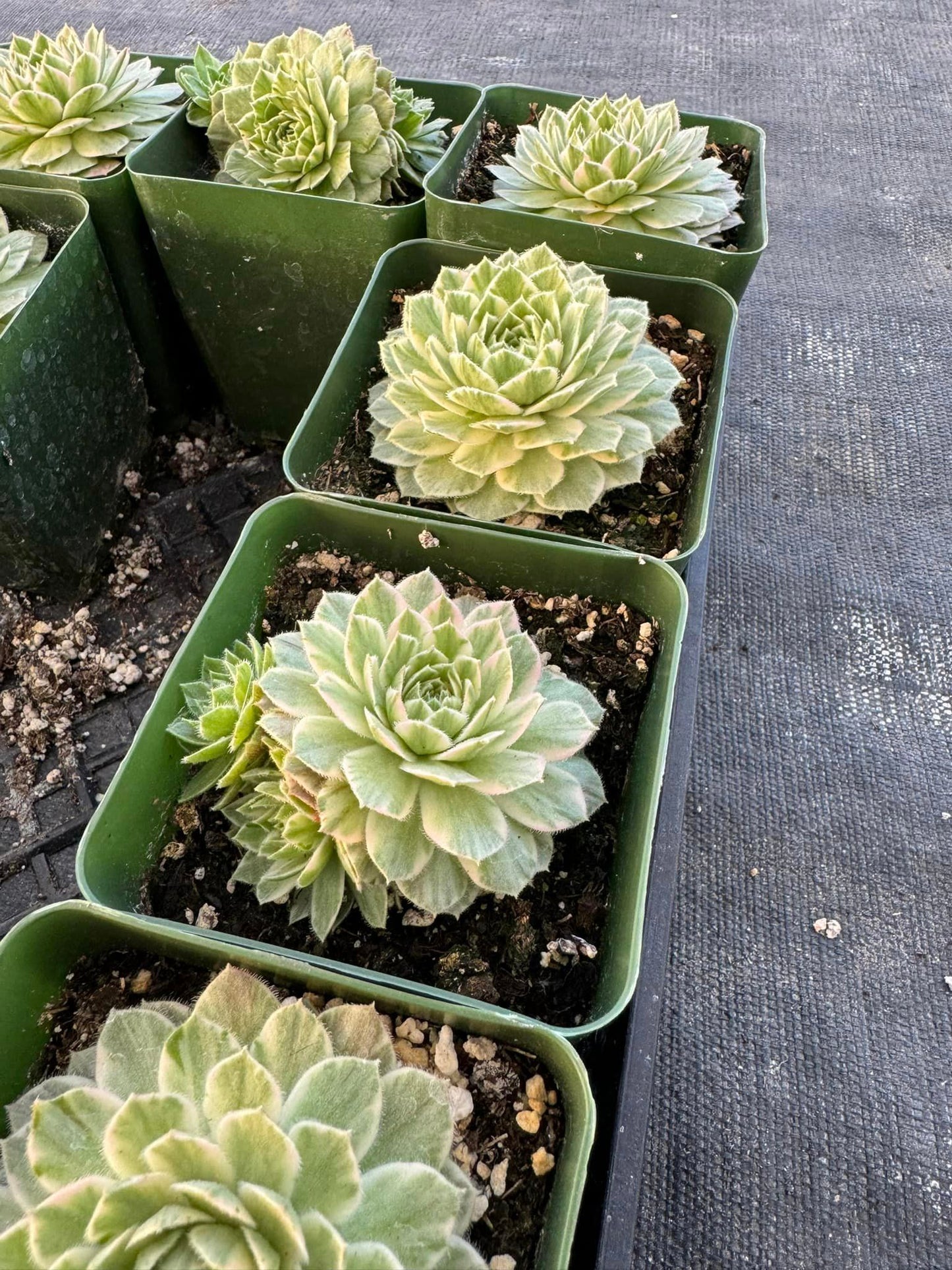 Sempervivum 'Saxon' Variegado