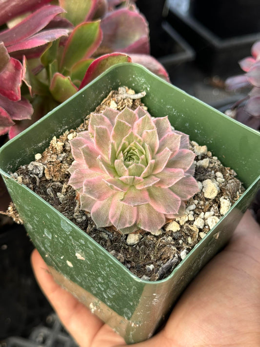 Sempervivum claxon variegado