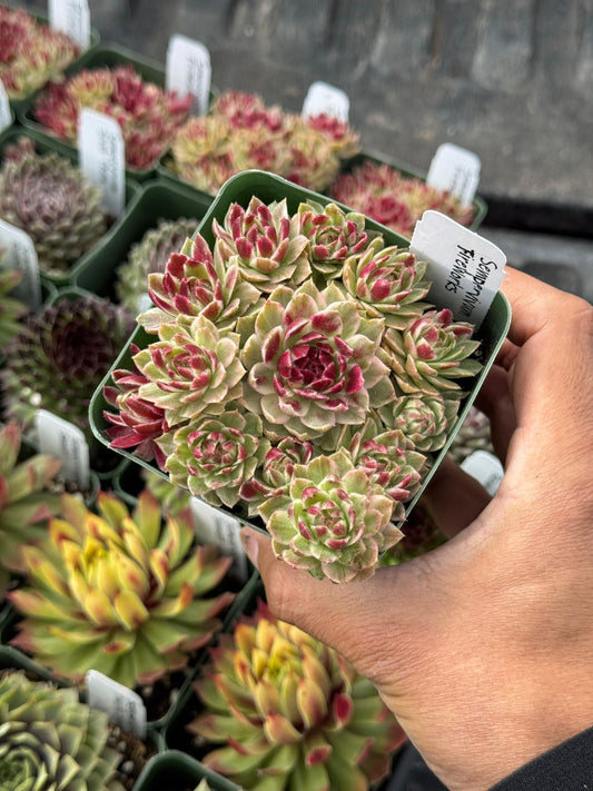 Sempervivum fireworks