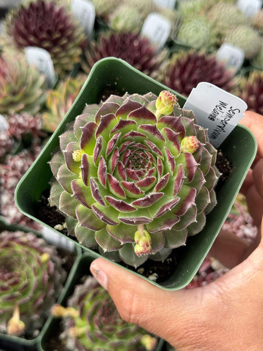 Sempervivum melanie