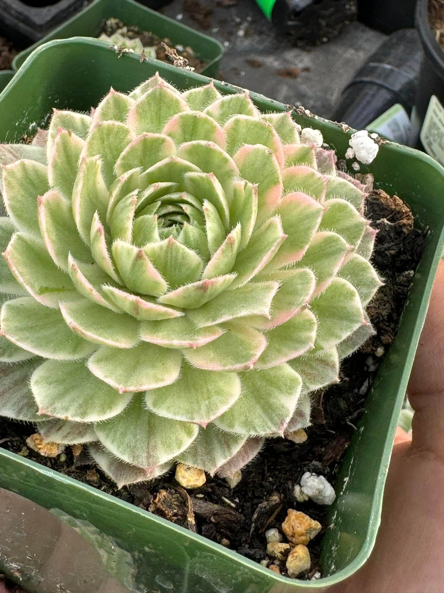 Sempervivum saxon variegated