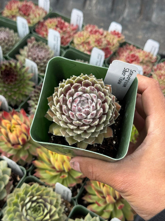 Sempervivum silver thaw