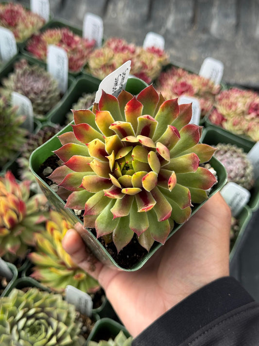 Sempervivum sunset
