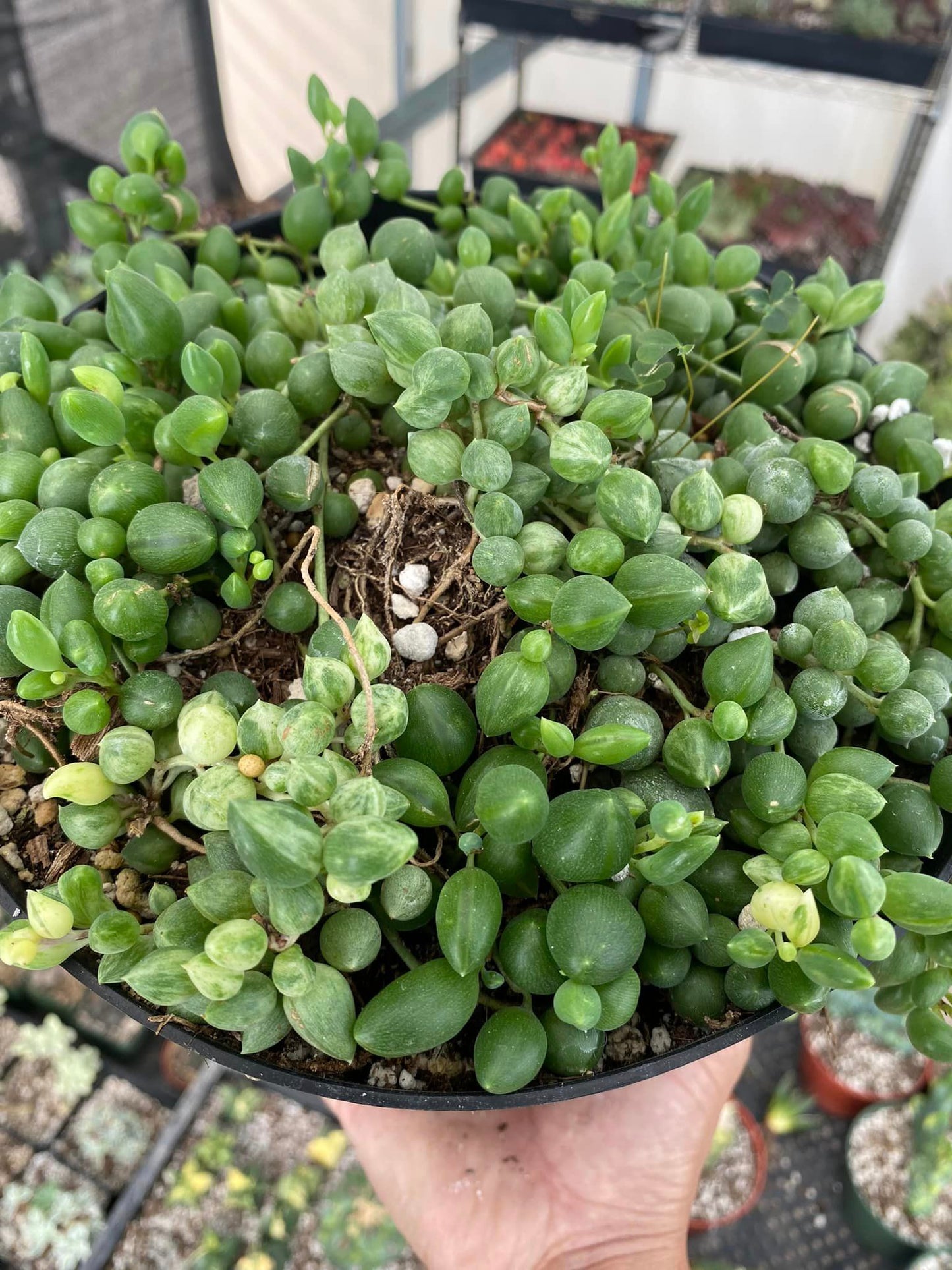 Senecio 'angel tears' 8” variegado