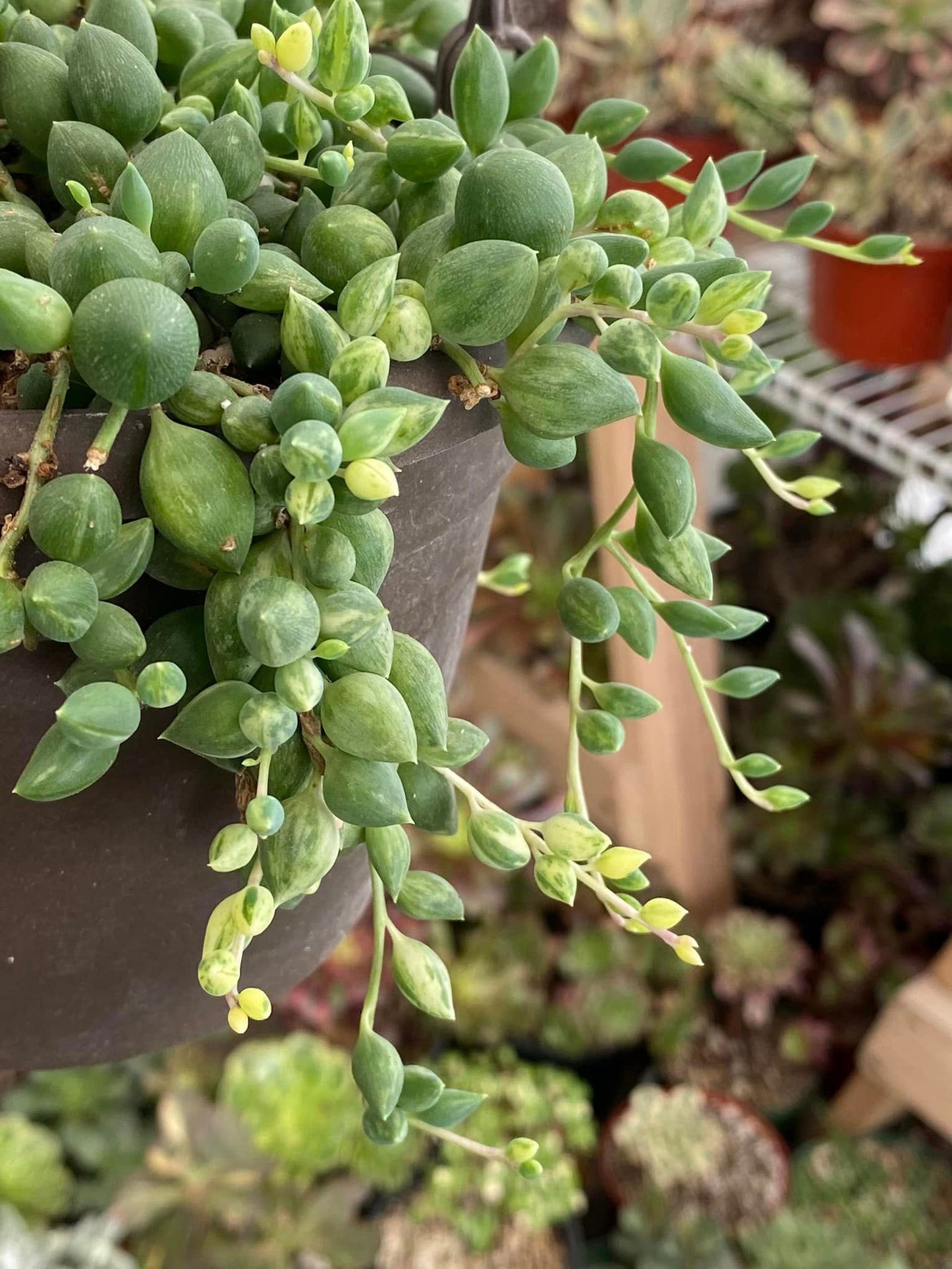 Senecio 'angel tears' 8” variegado