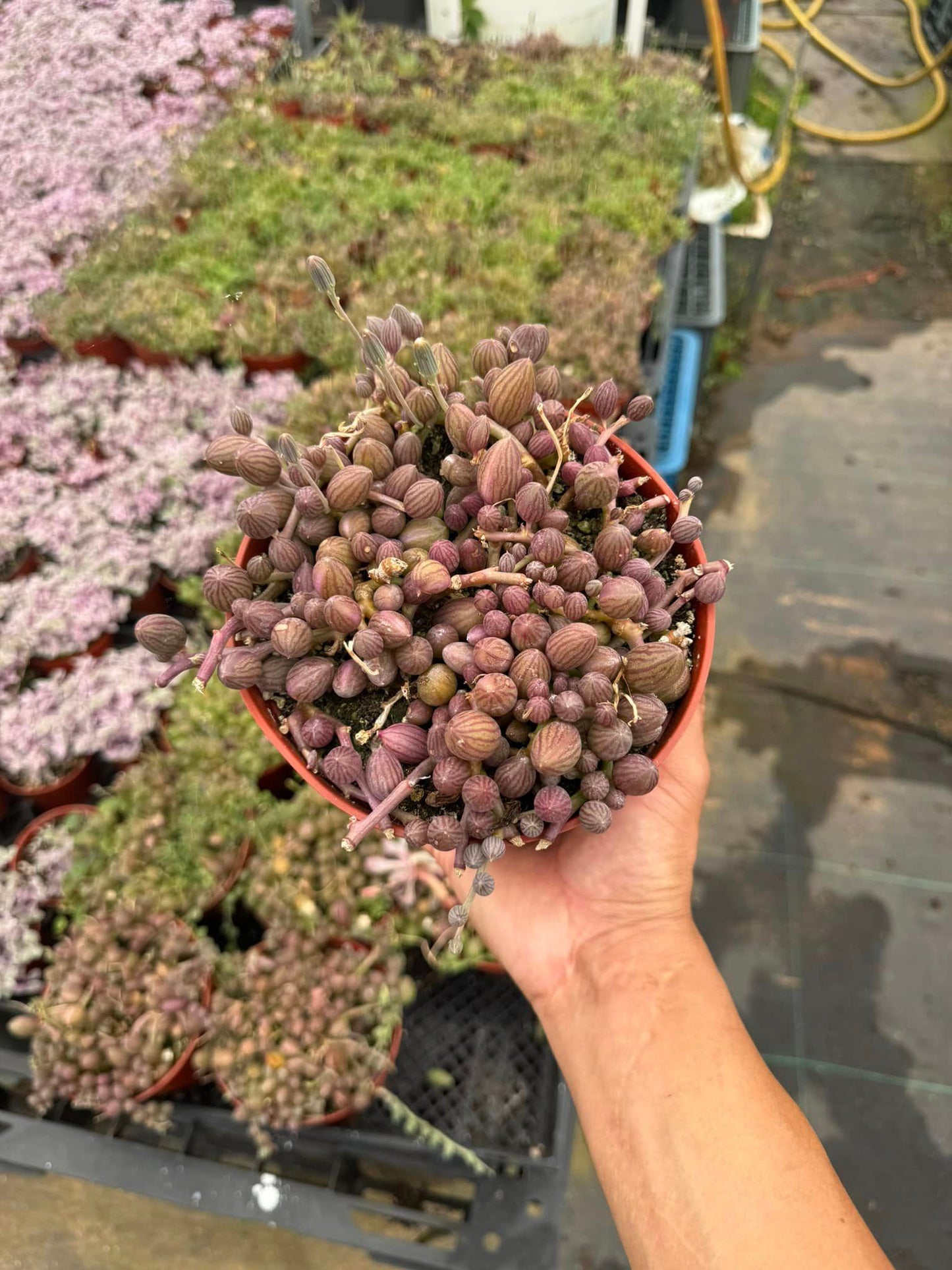 Senecio watermelon (cadena de sandía) 6”