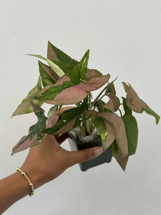 Syngonium red spot tricolor