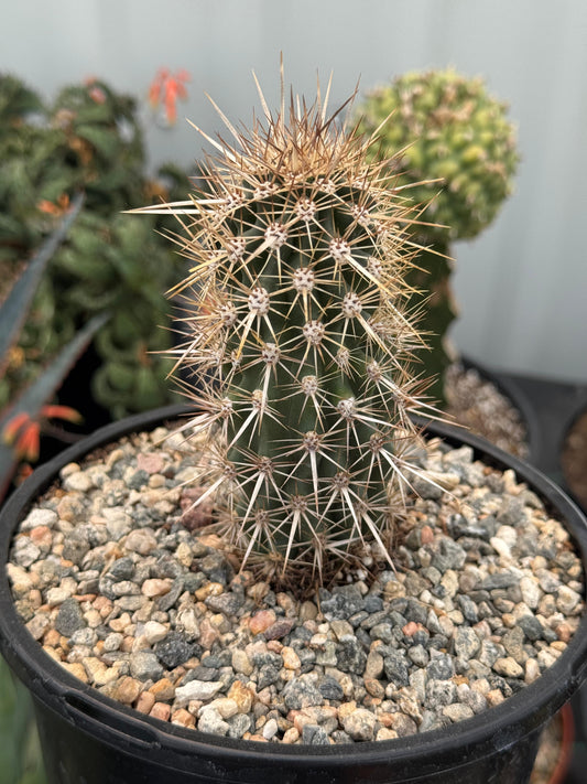 Stenocereus eruca