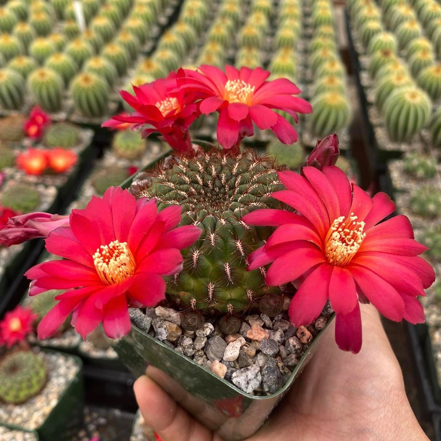 Sulcorebutia frankiana