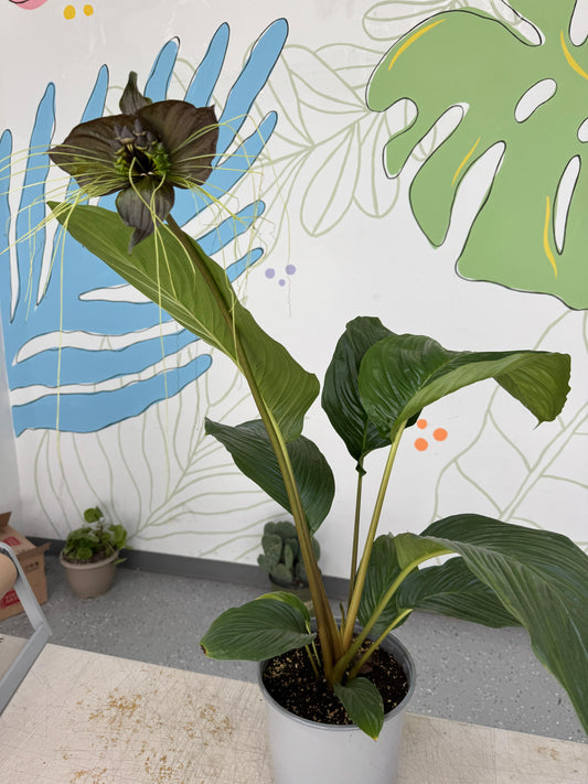 Tacca chantrieri