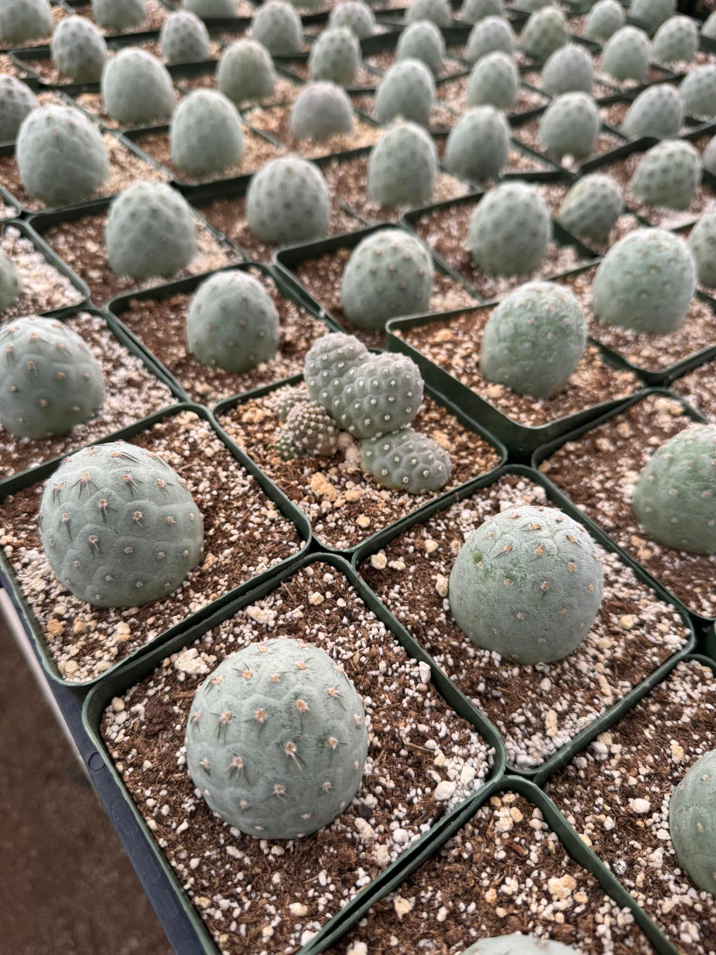 Tephrocactus geometricus