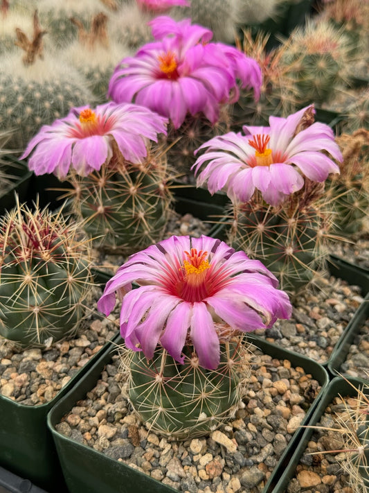 Thelocactus Bicolor