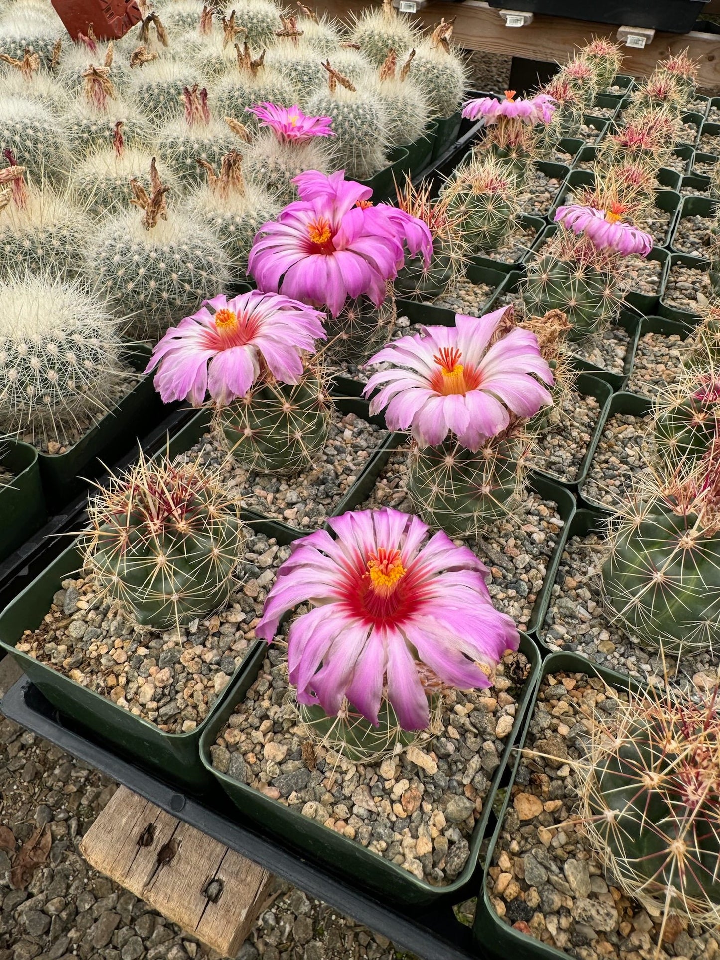 Thelocactus Bicolor