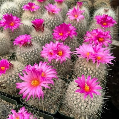 Thelocactus Macdowellii