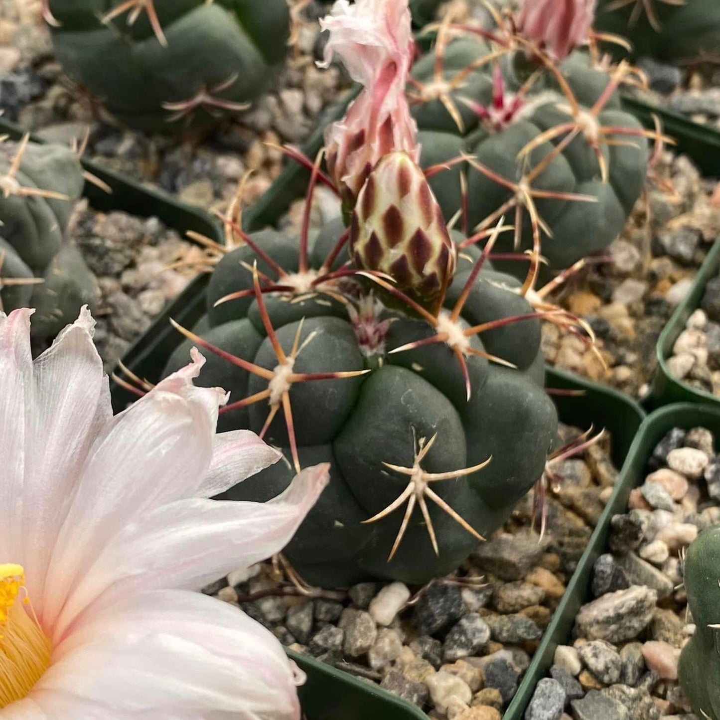 Thelocactus lloydii